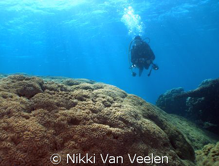 Anel and huge coral in Nabq Park taken with E300. by Nikki Van Veelen 