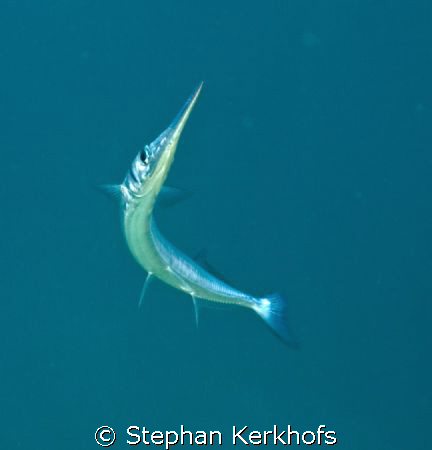 red sea needlefish (tylosurus choram) taken near the cany... by Stephan Kerkhofs 