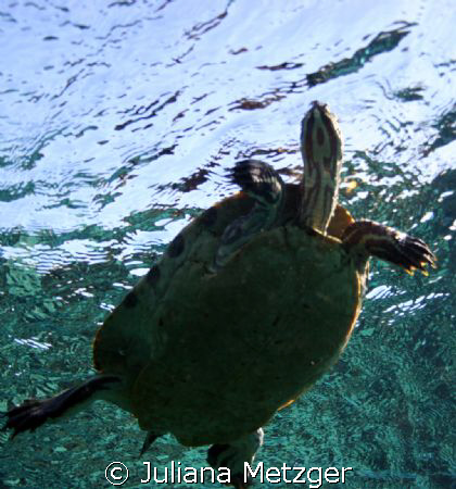 Turtle is above me.  by Juliana Metzger 