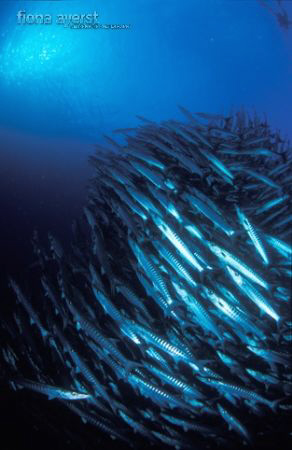 a tight ball of massive chevron barracuda and, if you loo... by Fiona Ayerst 