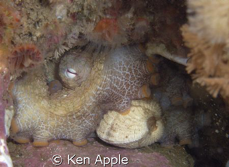 octopus and lunch,santa cruz island, chanel islands- cali... by Ken Apple 