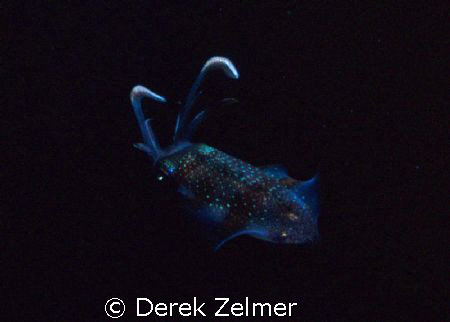 Carribean Reef Squid, night shot at Graham's Harbor on Sa... by Derek Zelmer 