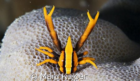 A crinoid squat lobster sitting on a piece of coral inste... by Marc Kuiper 