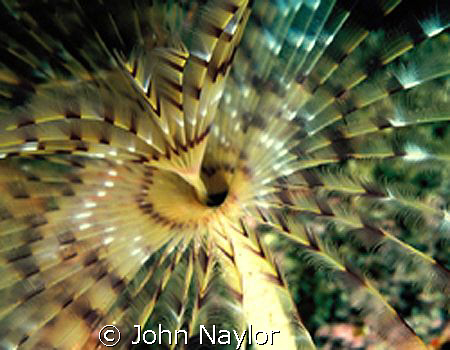 Feather worm. by John Naylor 