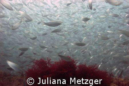 So many fish. Could barely see.  by Juliana Metzger 