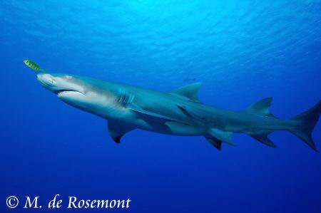 The majesty of the Lemon Shark. D50/12-24mm (Borabora). by Moeava De Rosemont 