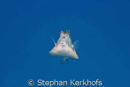 Thornback trunkfish (tetrasomus gibbosus) taken in Na'ama... by Stephan Kerkhofs 