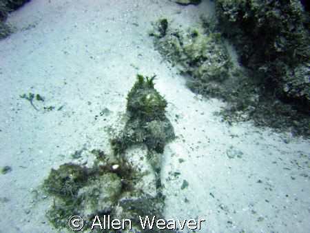 Cozumel, Palancar reef by Allen Weaver 