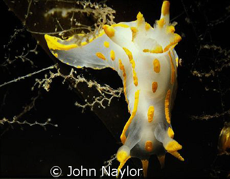 Polycera Quadrilineata.St.Abbs.marine reserve.Scotland. by John Naylor 
