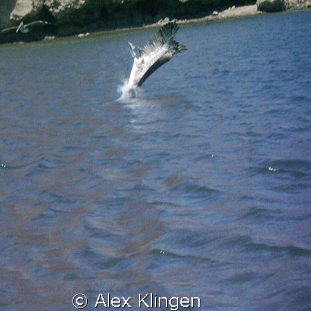 Loreto Bay, Mexico. Pelican going for lunch.  by Alex Klingen 