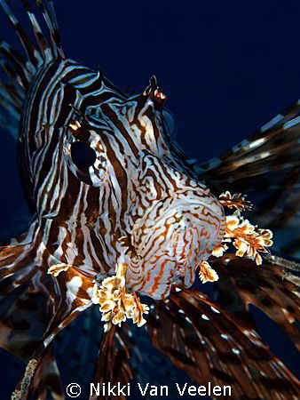 Lionfish taken with a 105mm lens at the campsite in Ras M... by Nikki Van Veelen 