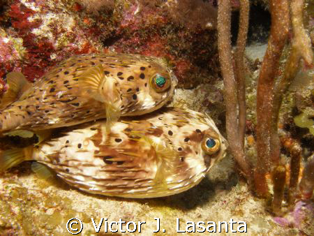    what???????yes! in los arcos dive site at parguera area!! by Victor J. Lasanta 