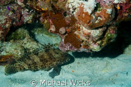 grouper, coral by Michael Wicks 