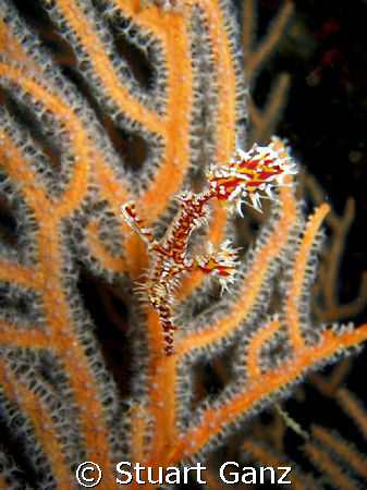 Ghost Pipefish in hiding.  by Stuart Ganz 