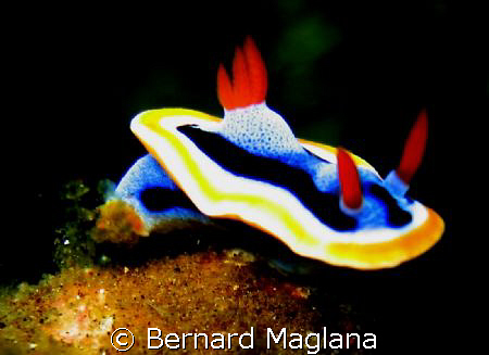 NUDI/House reef, El Dorado Resort,Dauin,Negros Oriental..... by Bernard Maglana 