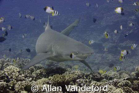 Lemon Shark at Tapu divesite near Boro Bora. by Allan Vandeford 