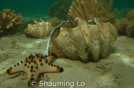 Giantclam with sea star. by Shauming Lo 
