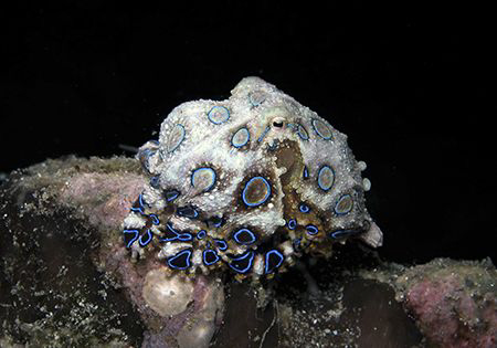 Blue Ring by Dr. Nudi 