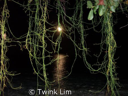 The moon over the water partially hidden by creeping vines by Twink Lim 