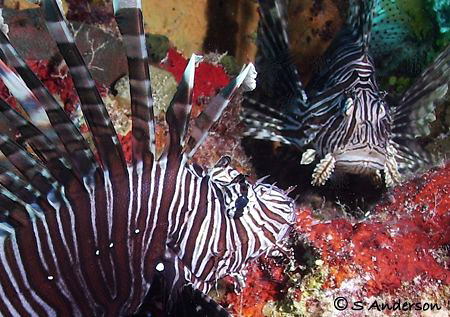 Are you my mother? These two Lionfish occupied the same h... by Steven Anderson 