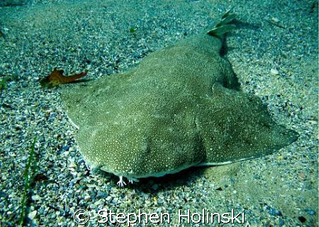 Found this Angelshark right at the beggining of the dive.   by Stephen Holinski 