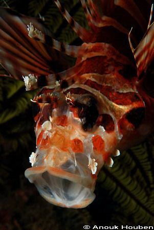 Yawning Lion fish. Picture taken at North Point, Malapascua. by Anouk Houben 