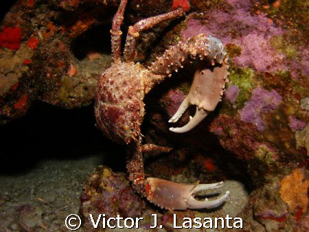 caribbean king crab at two for you dive site in parguera ... by Victor J. Lasanta 