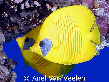 Masked butterflyfish taken at Quays with Olympus SP350. by Anel Van Veelen 