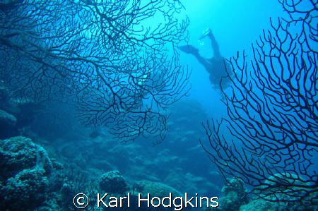 Divers and the Fans by Karl Hodgkins 