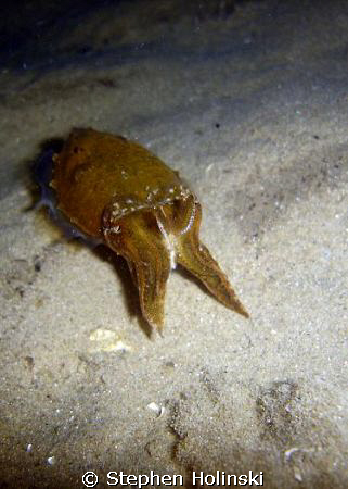 "Swoosh!" - Cuttle fish on a night dive. by Stephen Holinski 