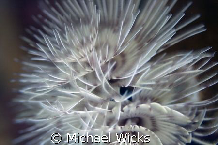 Fan anemone, sea worm anemone by Michael Wicks 