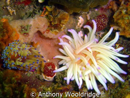 Gas Flame Nudibranch and an Anemone taken on Scotsman Ree... by Anthony Wooldridge 