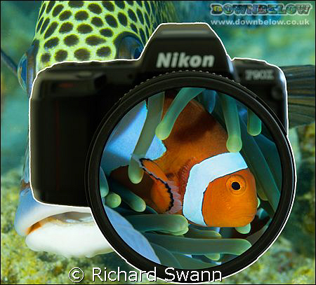 Now everyone is an underwater photographer !! by Richard Swann 
