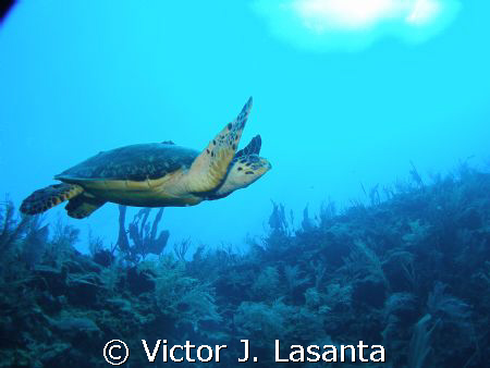happy turtle in two for you dive site at parguera area! by Victor J. Lasanta 
