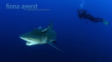 scuba diving with large  Bull sharks get the adrenalin go... by Fiona Ayerst 