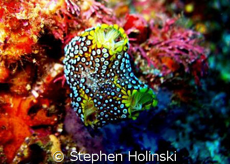 Spongy tunicate? Either way cool abstract shot. Found in ... by Stephen Holinski 