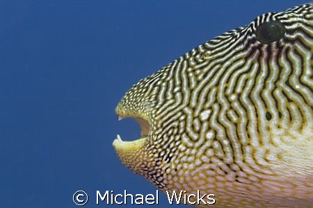 Close Up Puffer by Michael Wicks 