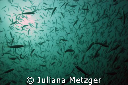 I love all the Fish!  by Juliana Metzger 
