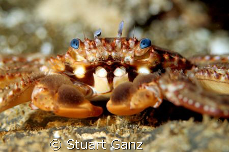 Blue Eyed Rock Crab. 60MM macro F4 1/60s ISO 200. by Stuart Ganz 