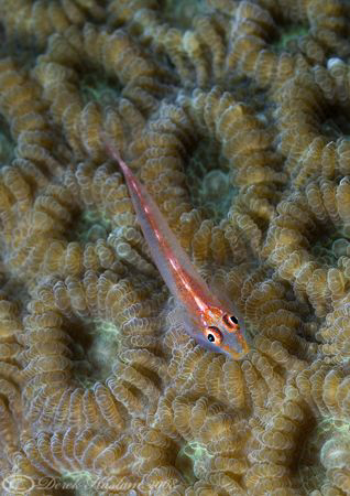 Goby on coral.. Lembeh straits. D200, 105mm. by Derek Haslam 