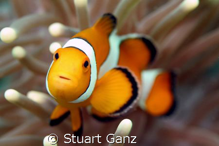 I could spend my entire dive taking pictures of these guy... by Stuart Ganz 
