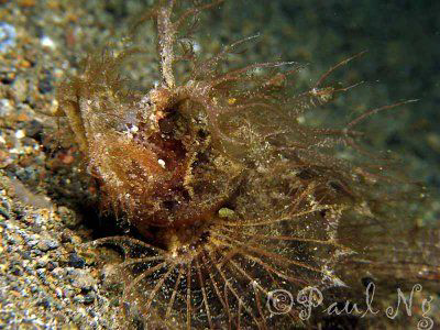 Ambon scorpionfish - Balai Resort House Reef - Anilao Bat... by Paul Ng 