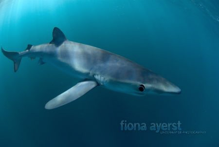 small blue shark sniffing around my camera. yum by Fiona Ayerst 