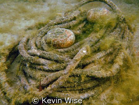 my dive mate told me l was wasting my time taking my came... by Kevin Wise 
