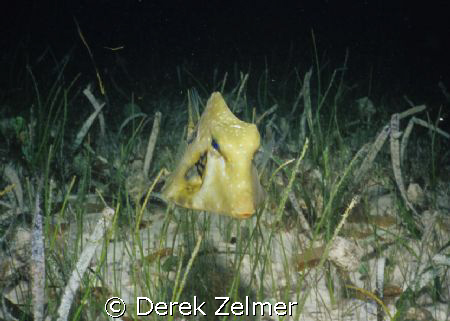 Juvenile trunkfish at night. by Derek Zelmer 
