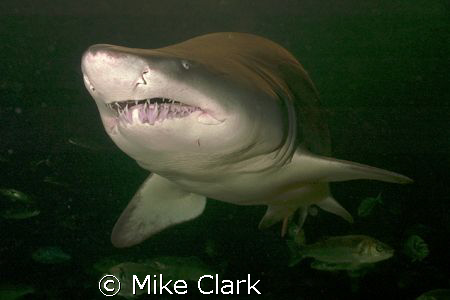 Smiling shark and friends.
 by Mike Clark 