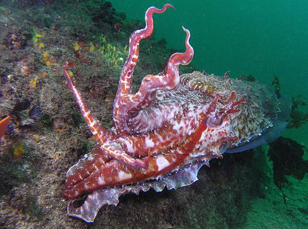 Giant cuttle, Bare Island by Doug Anderson 