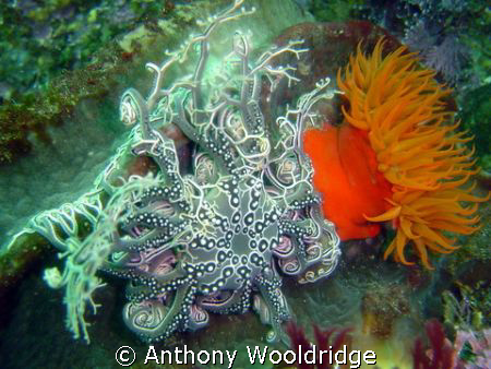 A basket star and an anemone at Fort Raggie, Port Elizabe... by Anthony Wooldridge 