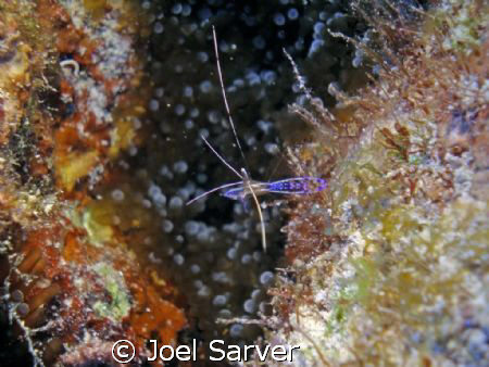 cleaner shrimp with a blue anenome below....
Olympus SP3... by Joel Sarver 