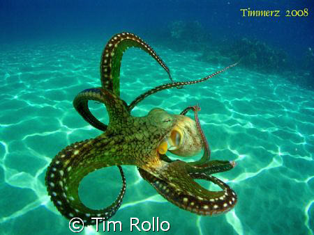 Day Octopus out for a swim.  i took this photo @ Honokawa... by Tim Rollo 